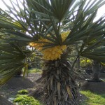 Vrouwelijke Trithrinax Campestris in Bloei