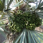 zaden Trithrinax Campestris