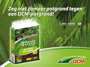 DCM BANNER