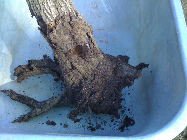 Tetrapanax 201105 01.JPG