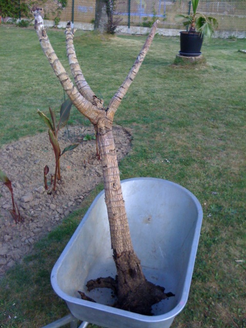 Tetrapanax 201105 02.JPG