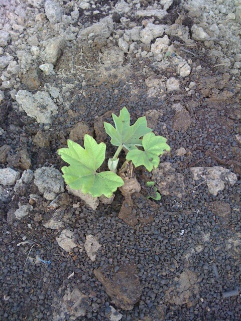 Tetrapanax p. 201105 01.JPG