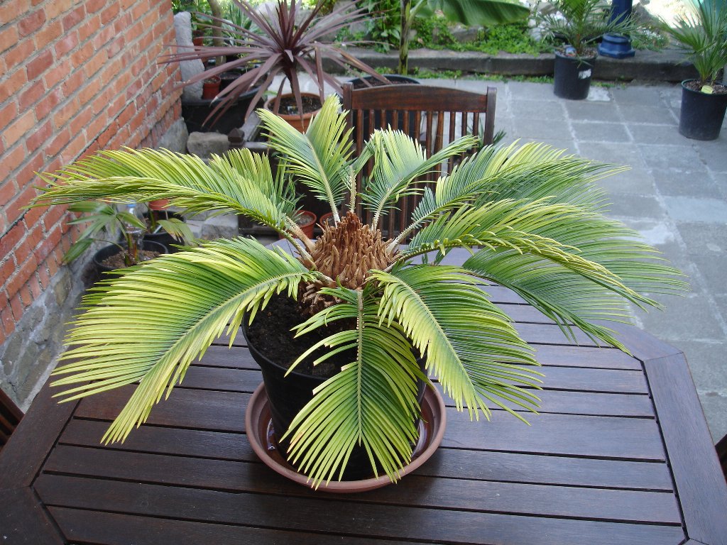 tuin 400_1024x768.jpg