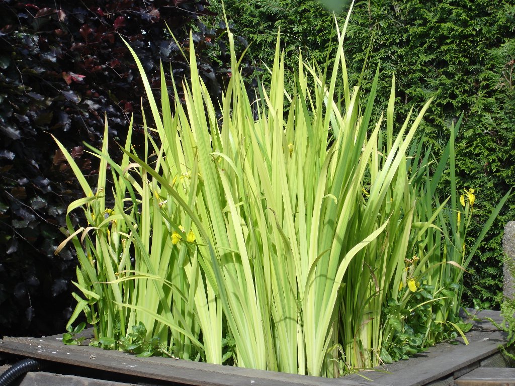 tuin 405_1024x768.jpg