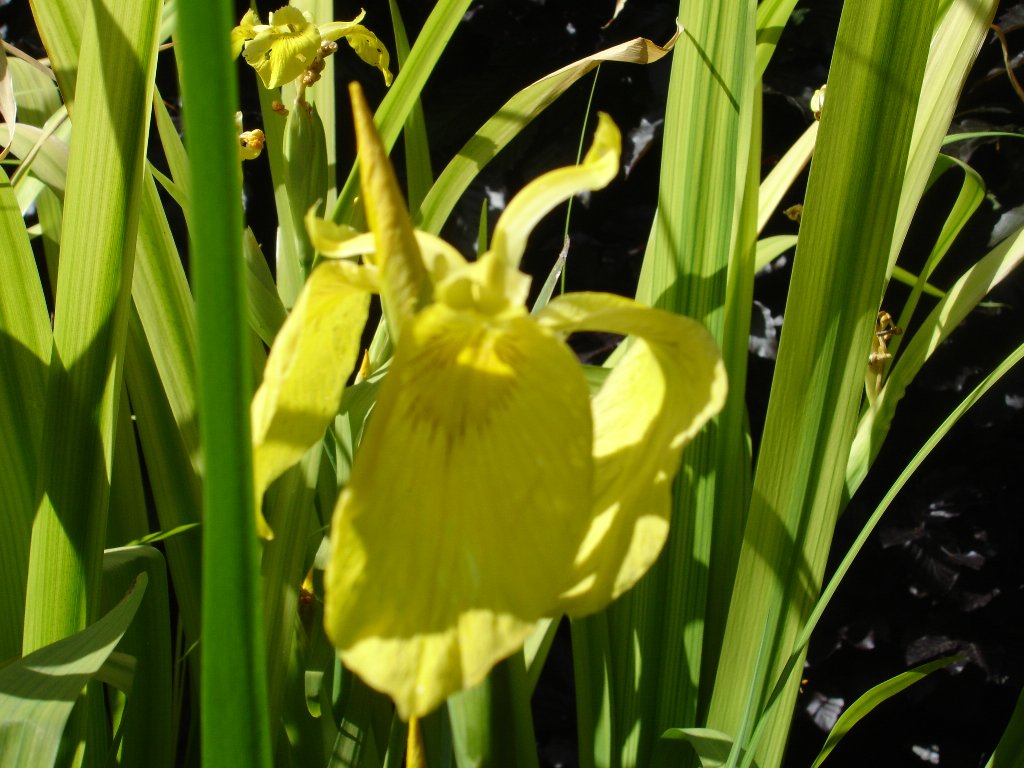 tuin 403_1024x768.jpg