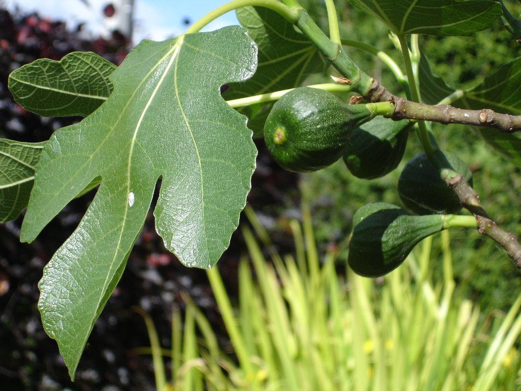 tuin 408_1024x768.jpg