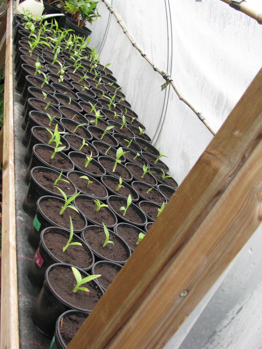 Musa sikkimensis zaailingen verspeend.JPG