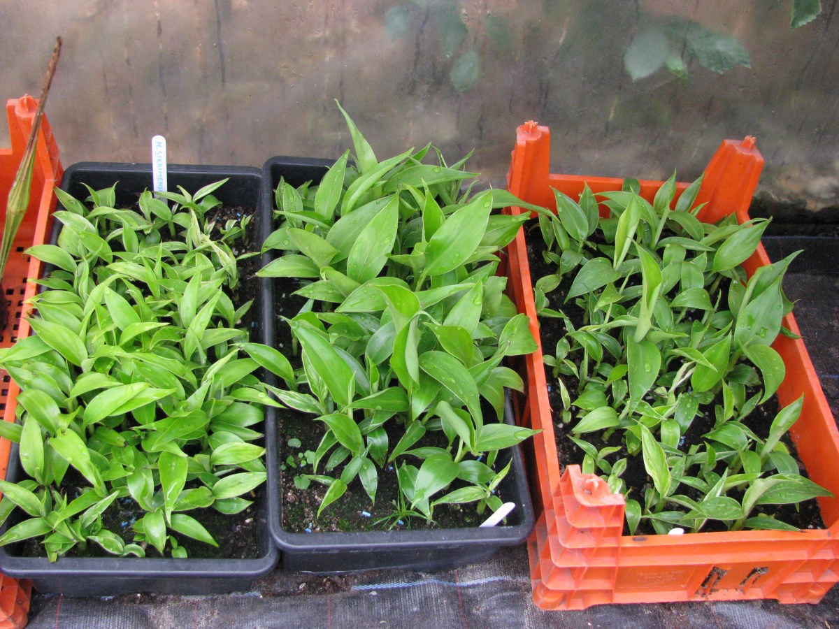 Musa sikkimensis zaailingen.JPG