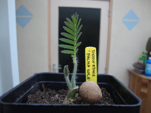 Herschaalde kopie van dioon 003.jpg