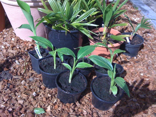 foto 3 (2).JPG