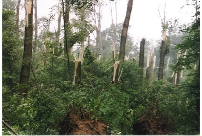 5%20juni%201992%20windhoos%20Angerlo.jpg