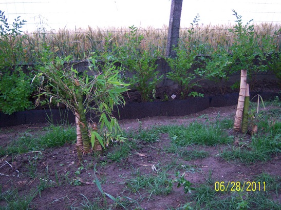 100_1171.jpg