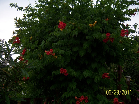 100_1163.jpg