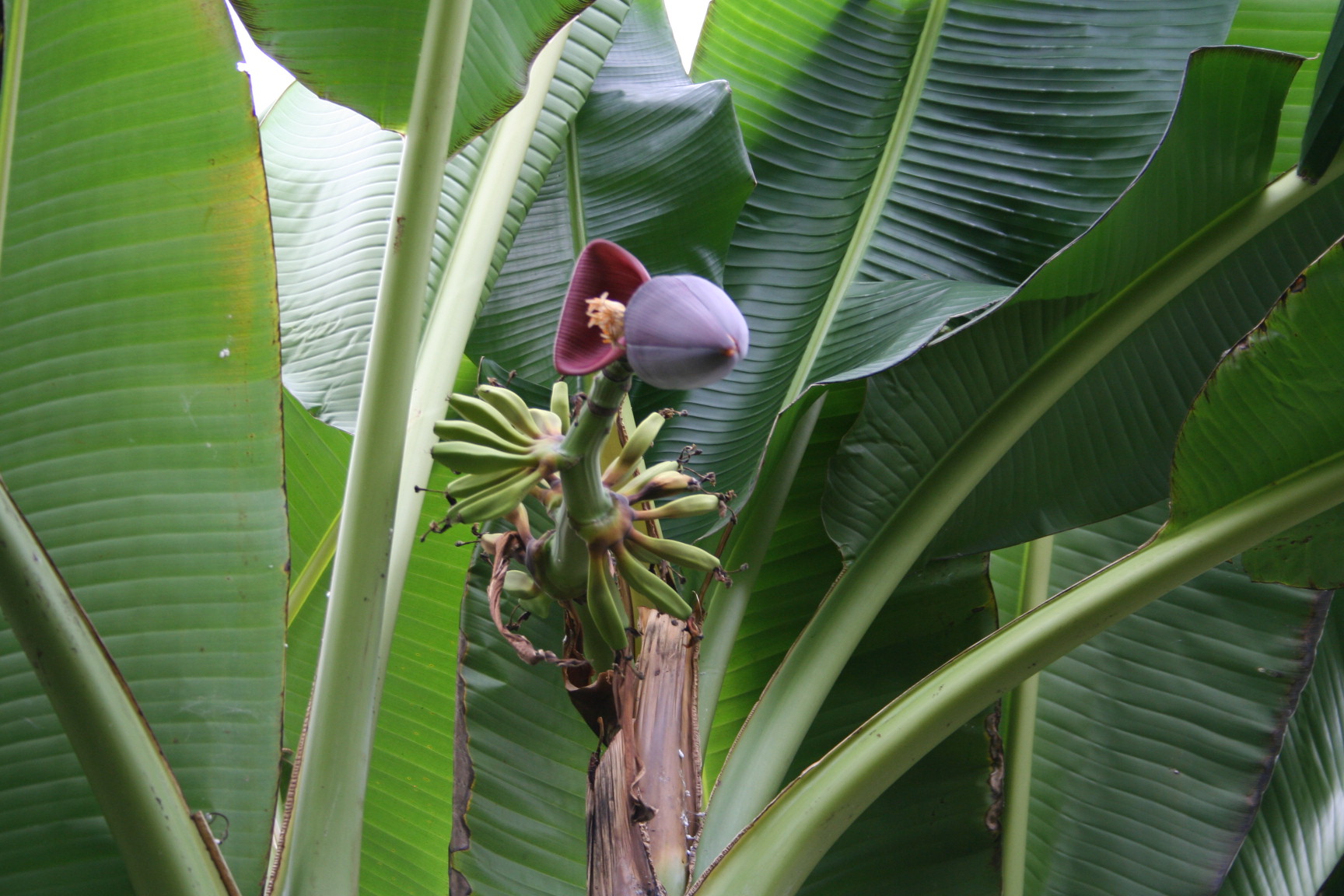 Musa' Helens hybrid'.jpg