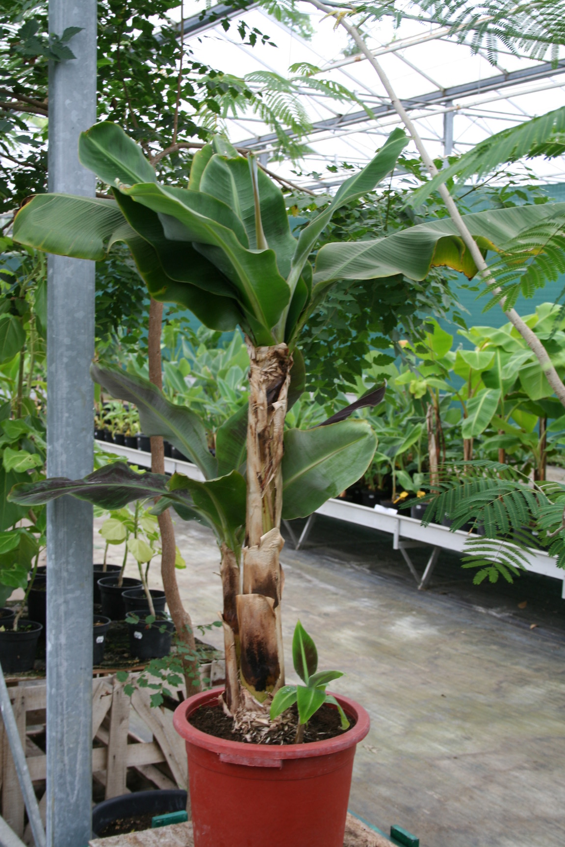 Musa dwarf cavendish.jpg