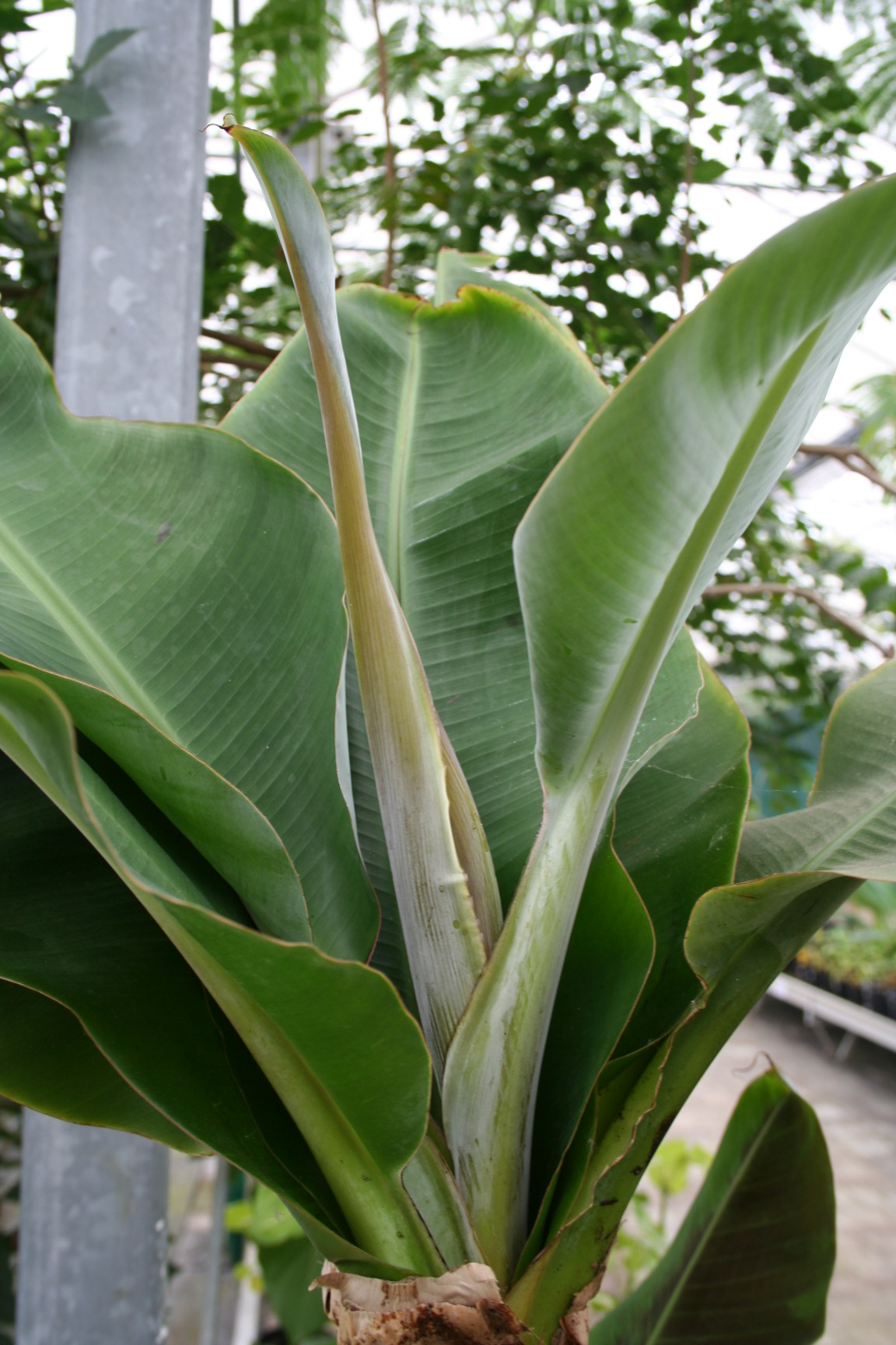 Musa dwarf cavendish (bloem).jpg