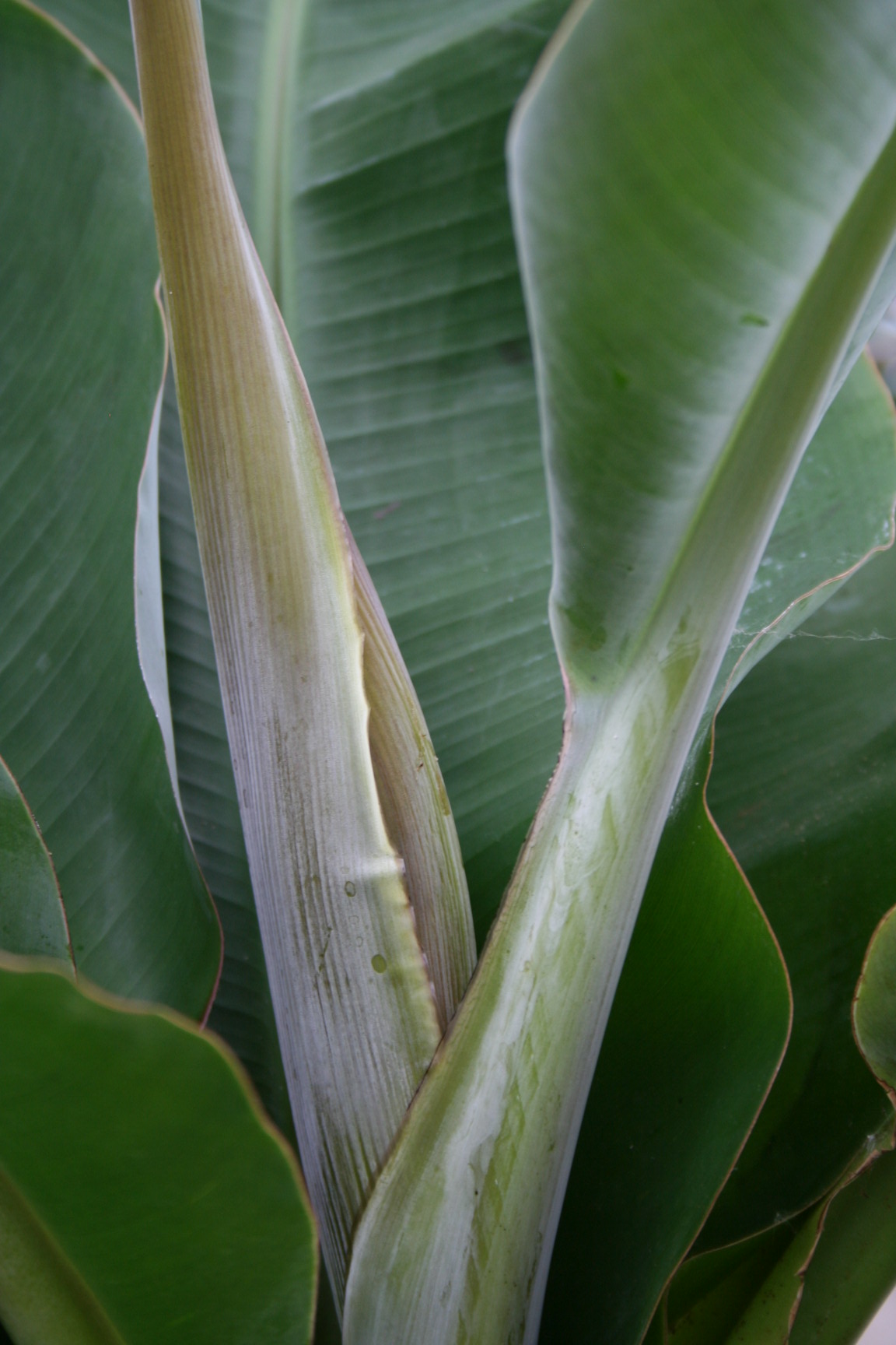 Musa dwarf cavendish (bloem) (2).jpg