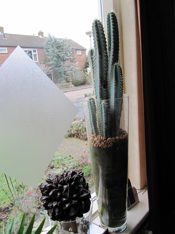 cactus in vaas.JPG