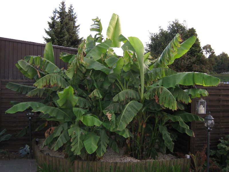 bananehoek.JPG