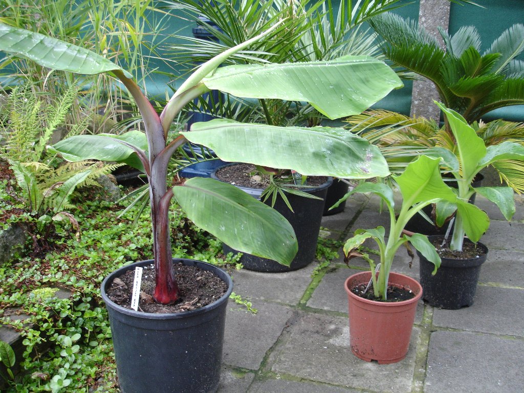 tuin 311_1024x768.jpg