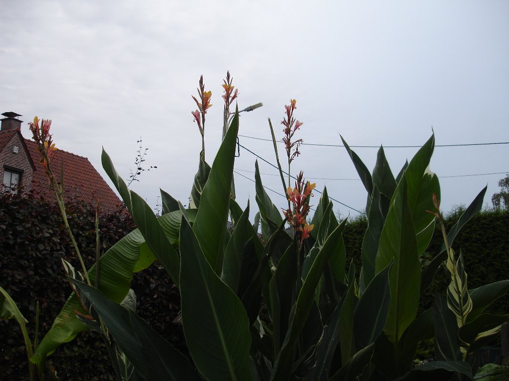 tuin 313_1024x768.jpg