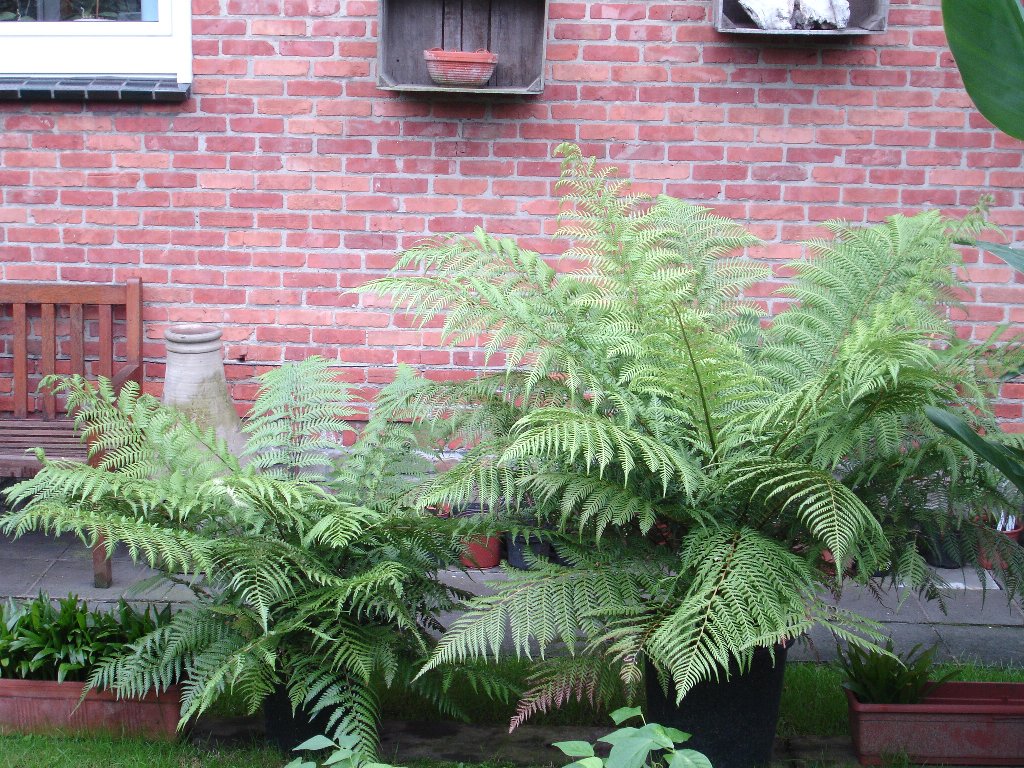 tuin 315_1024x768.jpg