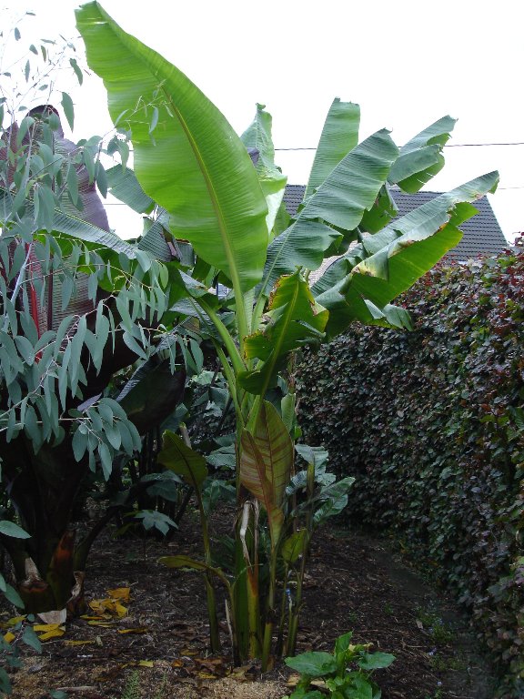 tuin 317_576x768.jpg