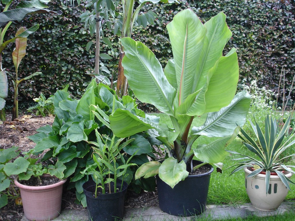 tuin 319_1024x768.jpg