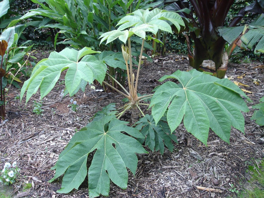 tuin 320_1024x768.jpg