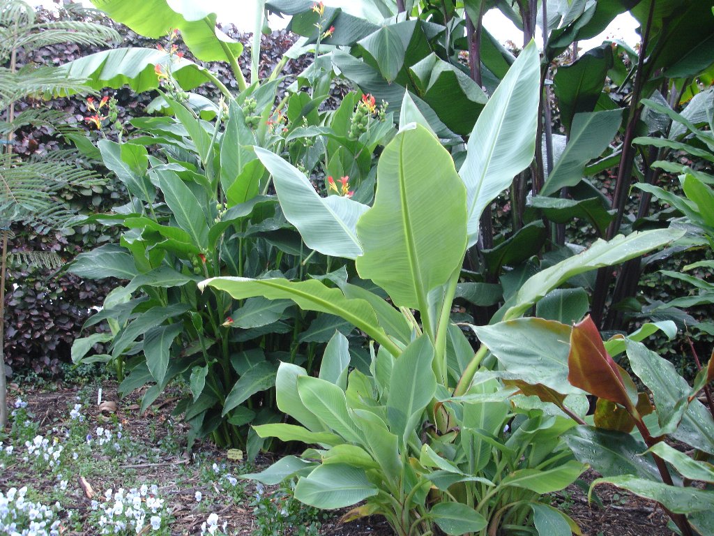 tuin 323_1024x768.jpg