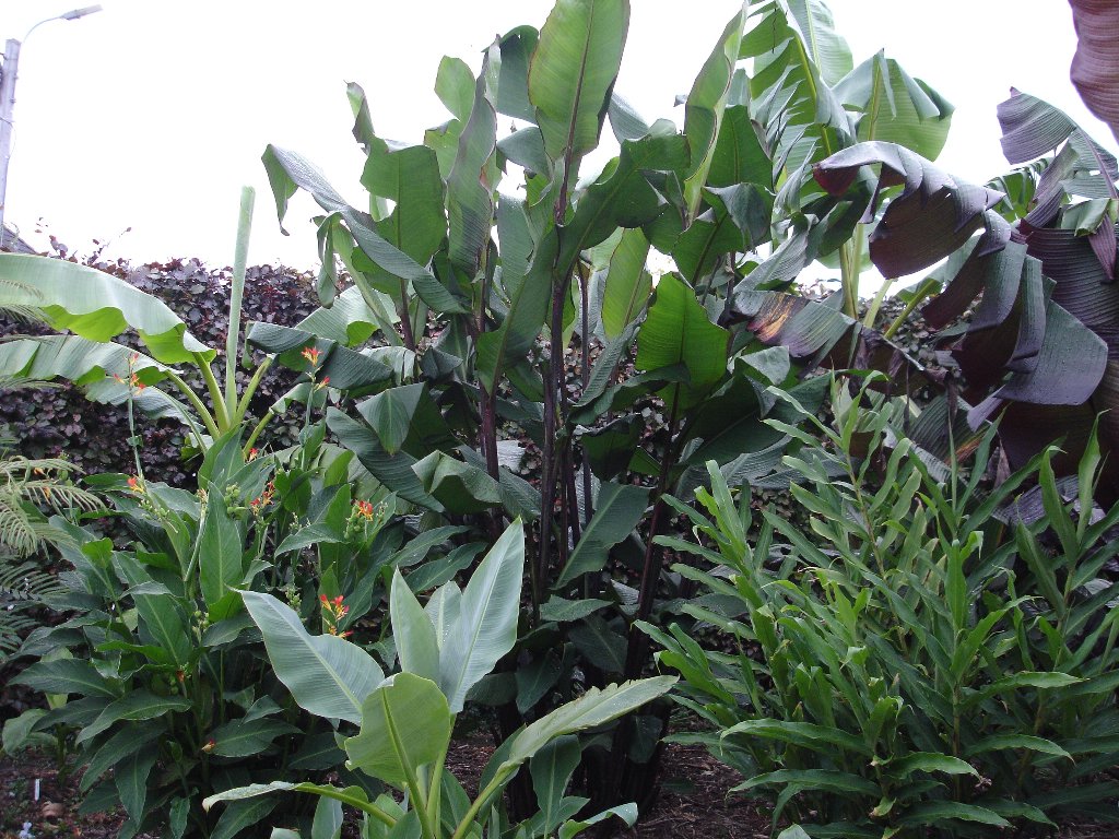 tuin 324_1024x768.jpg