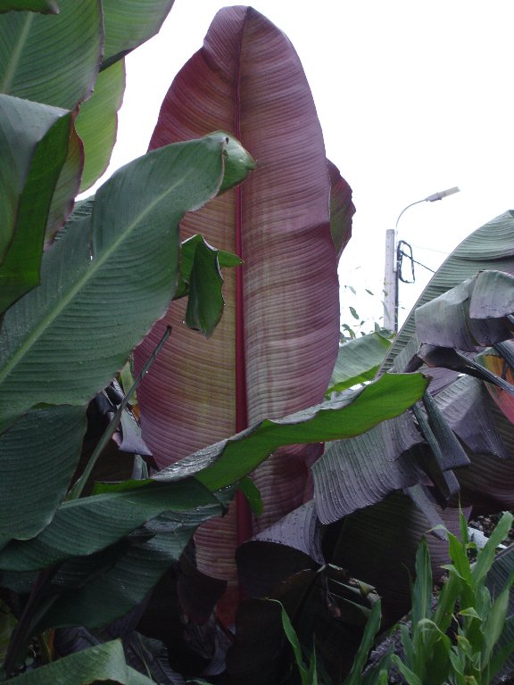 tuin 325_576x768.jpg