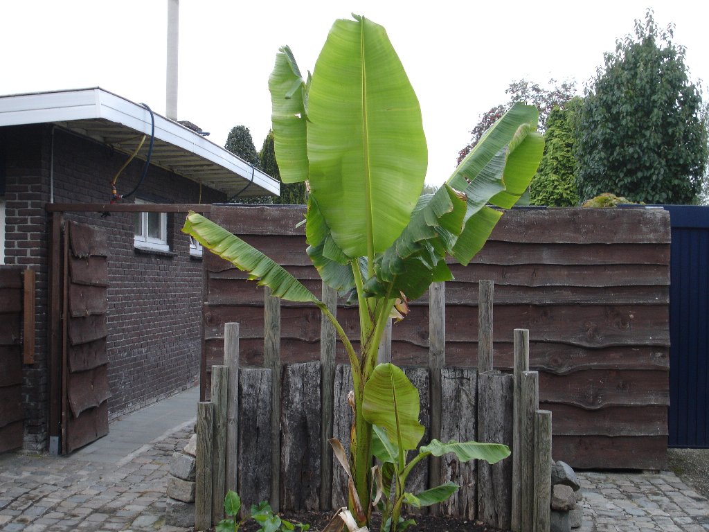 tuin 328_1024x768.jpg