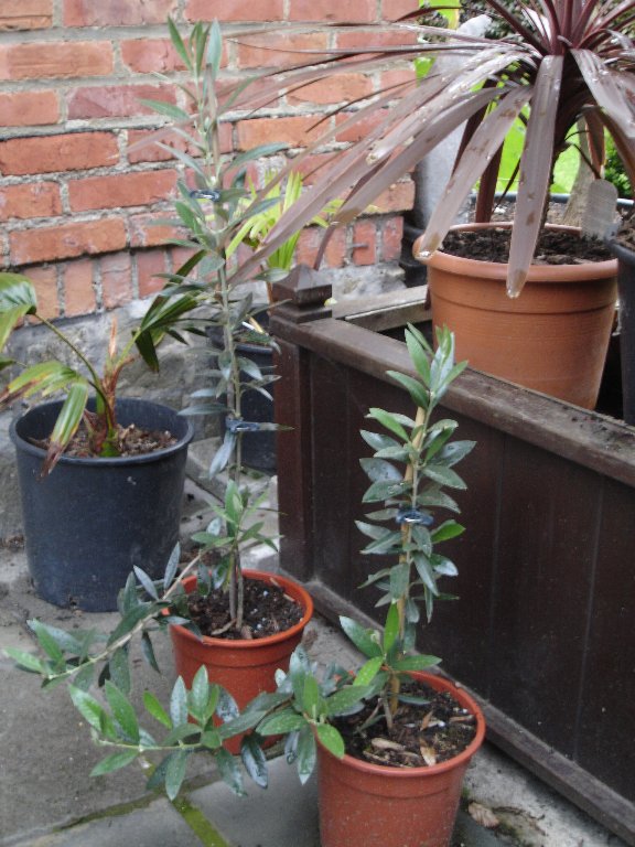 tuin 331_576x768.jpg