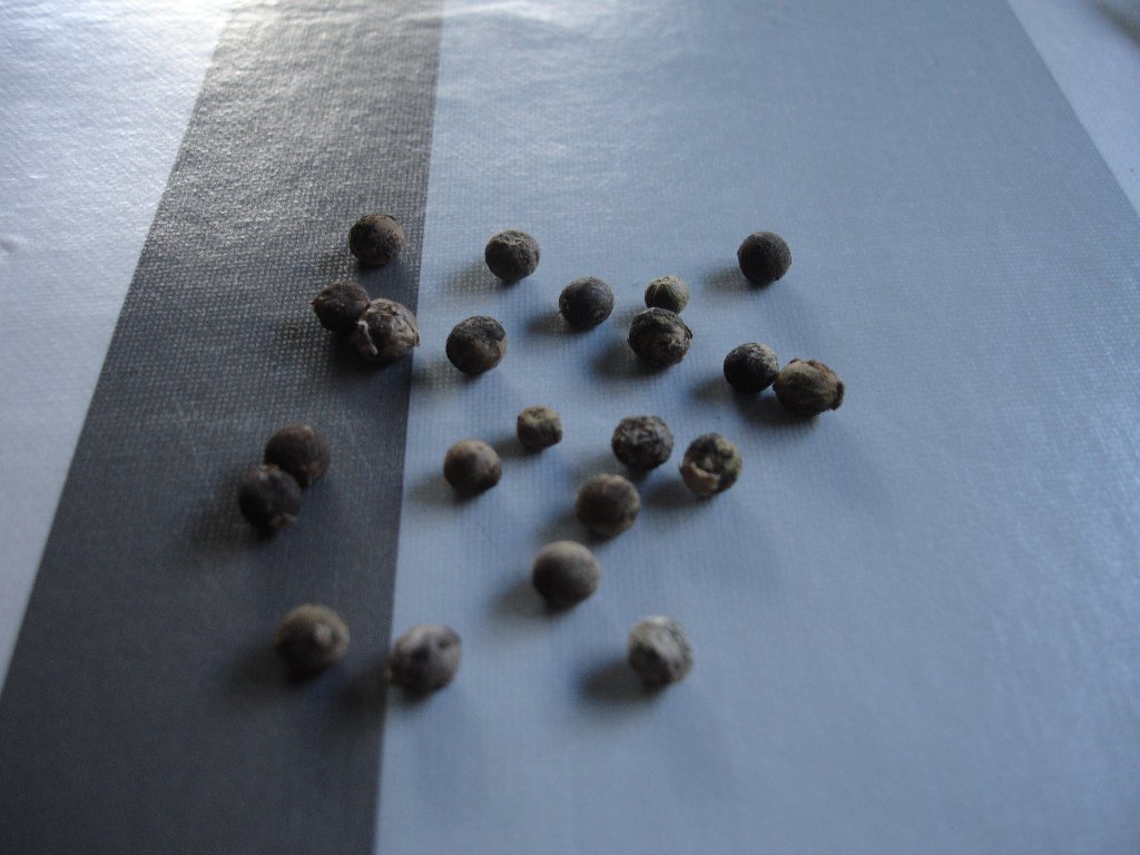 tuin 332_1024x768.jpg