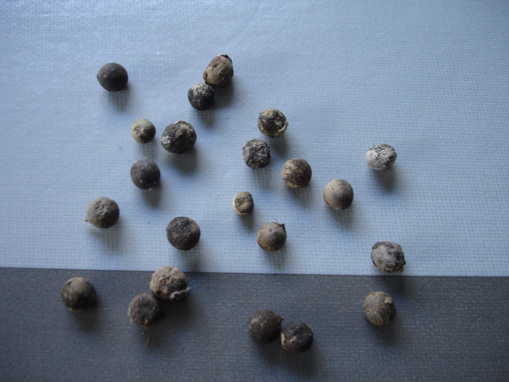 tuin 333_1024x768.jpg