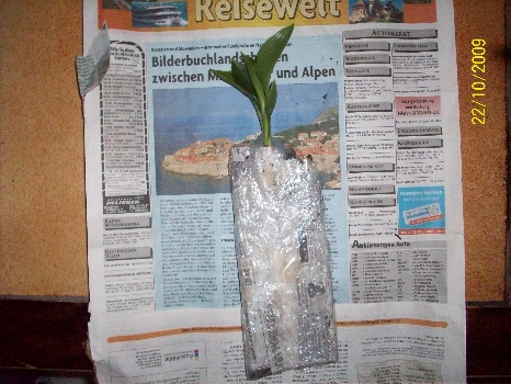 verpakking zaailingen 006.jpg