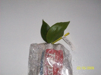 verpakking zaailingen 007.jpg