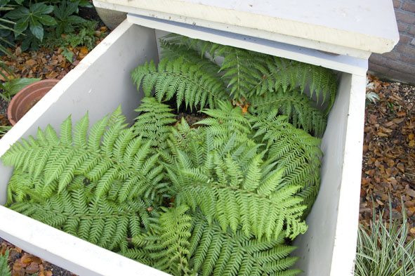 20 nov bescherming van isolatieplaten voor dicksonia antartica.jpg