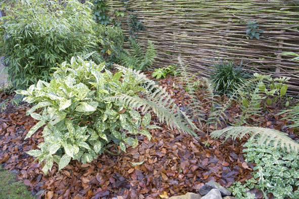 20 nov bescherming van blad voor alle planten.jpg