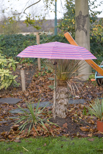 20 nov bescherming voor yucca rostrata.jpg