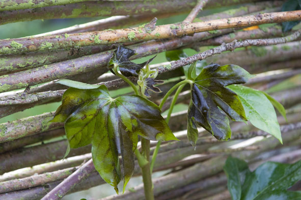 20 nov eerste vorstschade bij fatshedra, help als dat maar goed gaat....jpg