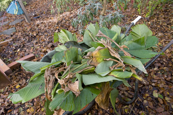 20 nov musa basjoo blad op de kruiwagen.jpg