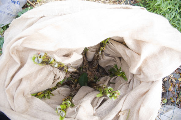 20 nov musa basjoo blad afgeknipt en in jute gewikkeld.jpg
