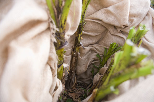 20 nov musa basjoo in jute, binnenkant blijft vrij.jpg