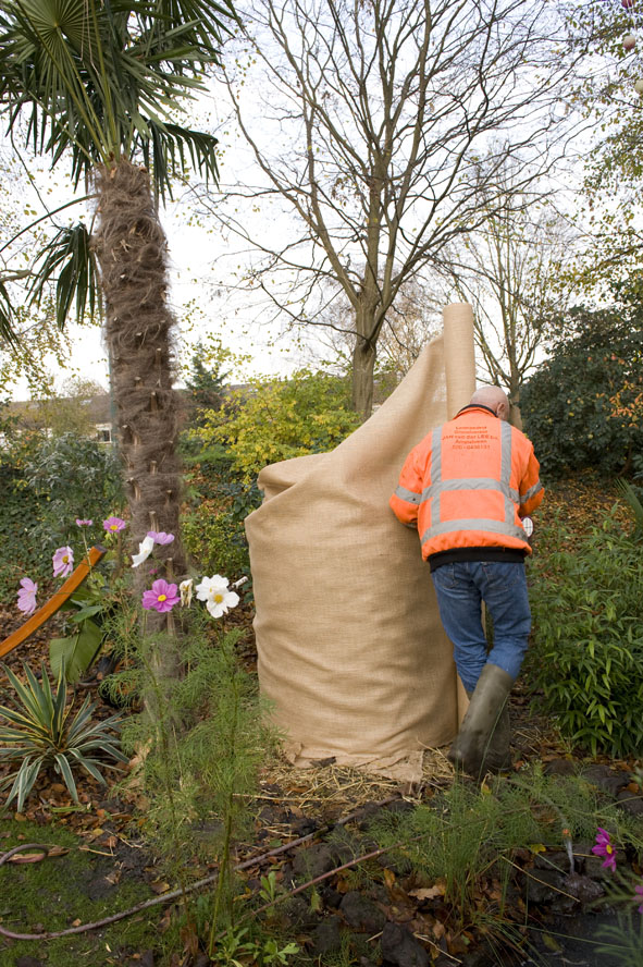 20 nov musa basjoo wordt ingewikkeld in jute.jpg