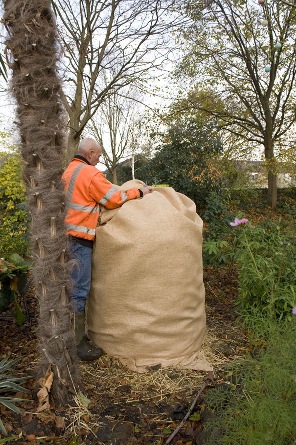 20 nov musa basjoo in stro en jute wordt dichtgemaakt aan de bovenkant.jpg