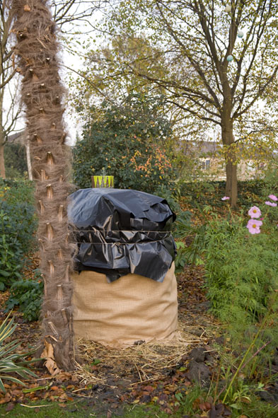 20 nov musa basjoo ingepakt, klaar voor de winter.jpg