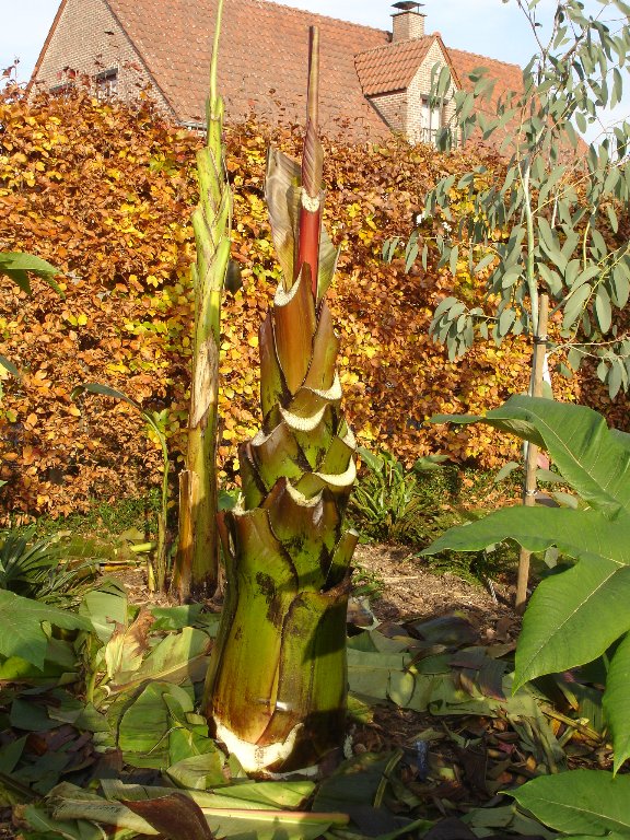 tuin 390_576x768.jpg