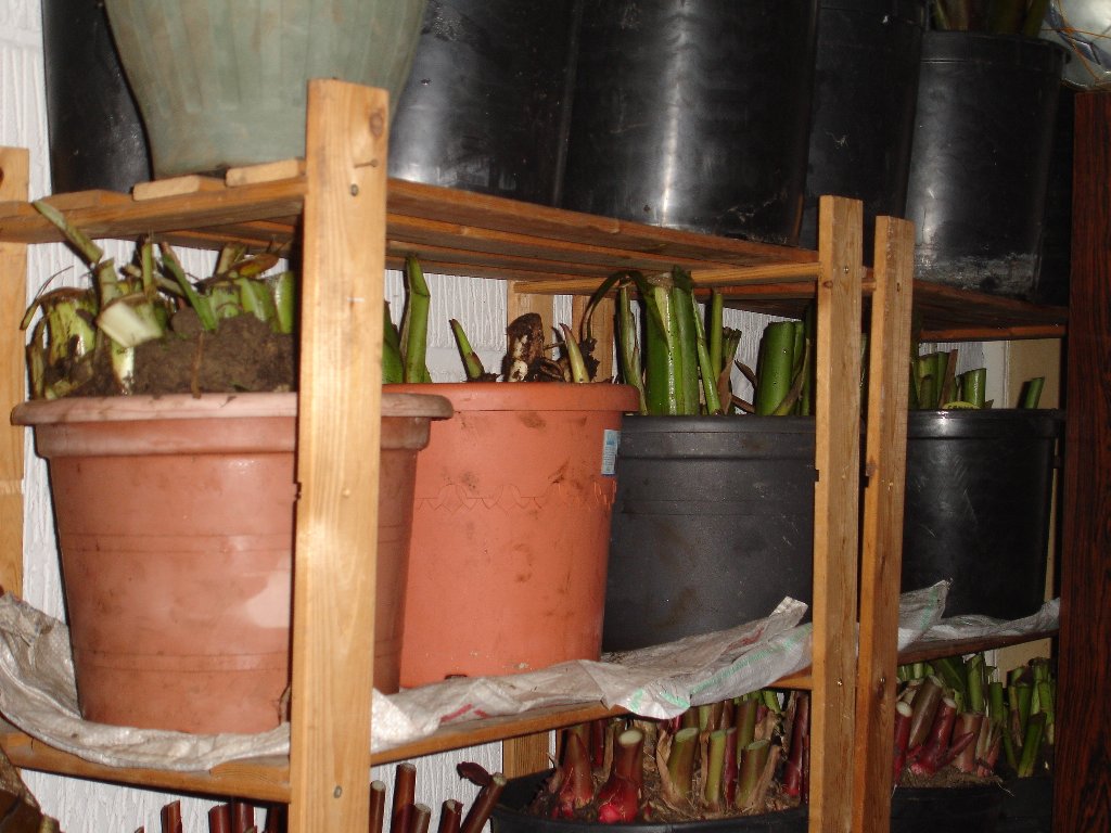 tuin 396_1024x768.jpg